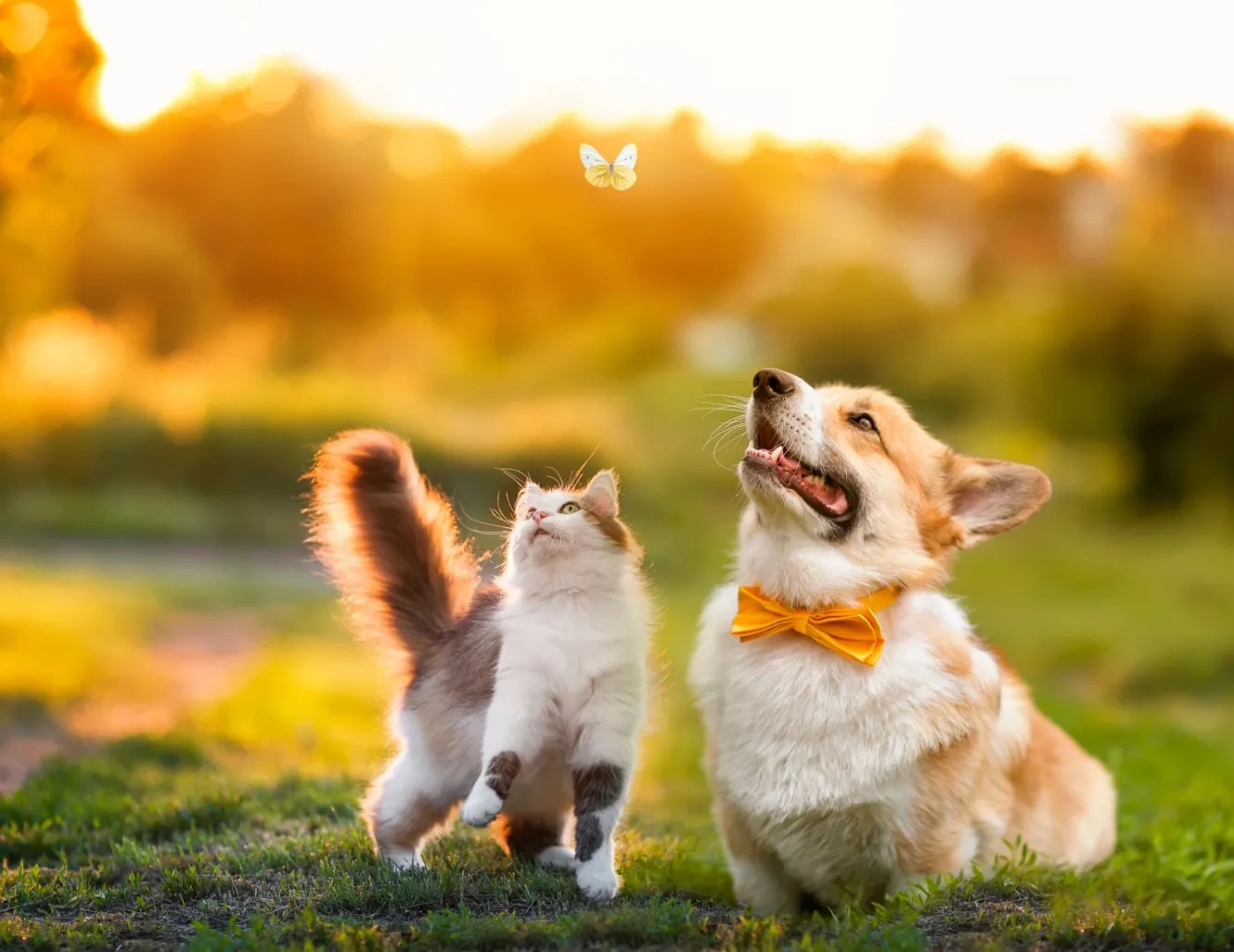 Beneficios de tener un gatito en casa 