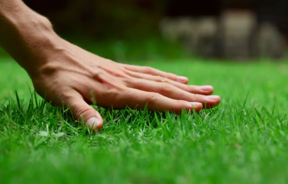 ¿Cómo cuidar de tu jardín?