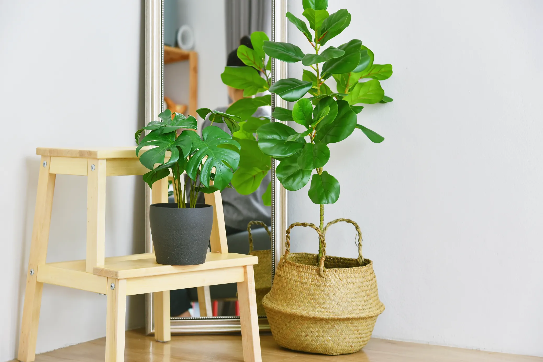 Dale vida a tu casa con estas plantas