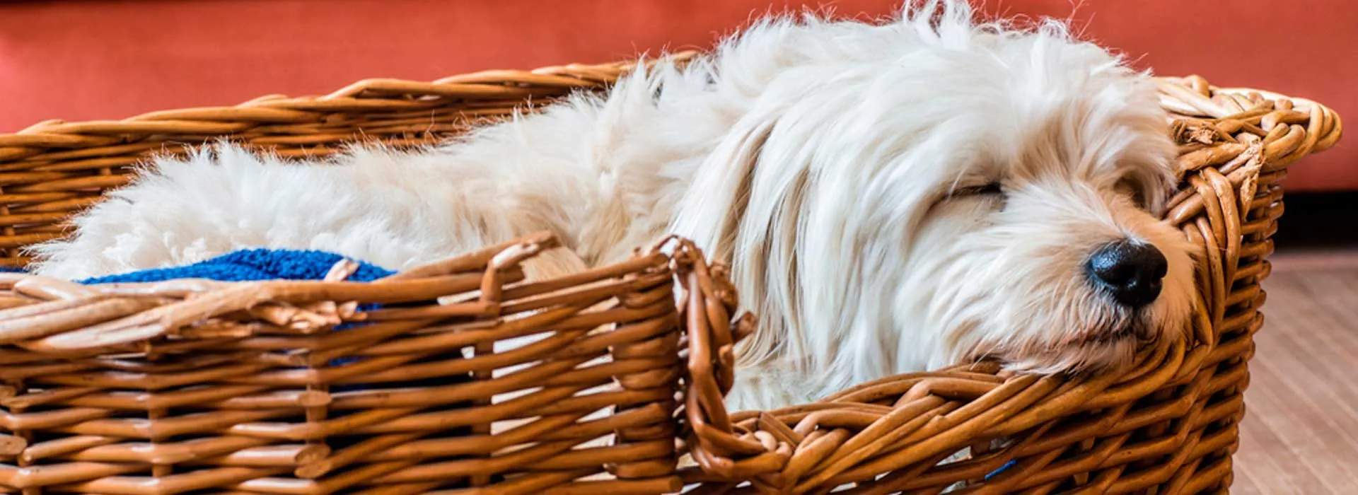 DIY crea una cama para tu mascota con materiales reciclados