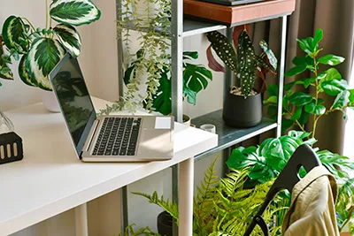 El arte de elegir plantas de interior: cuáles se adaptan mejor según tu tipo de casa