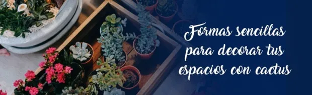 FORMAS SENCILLAS PARA DECORAR TUS ESPACIOS CON CACTUS